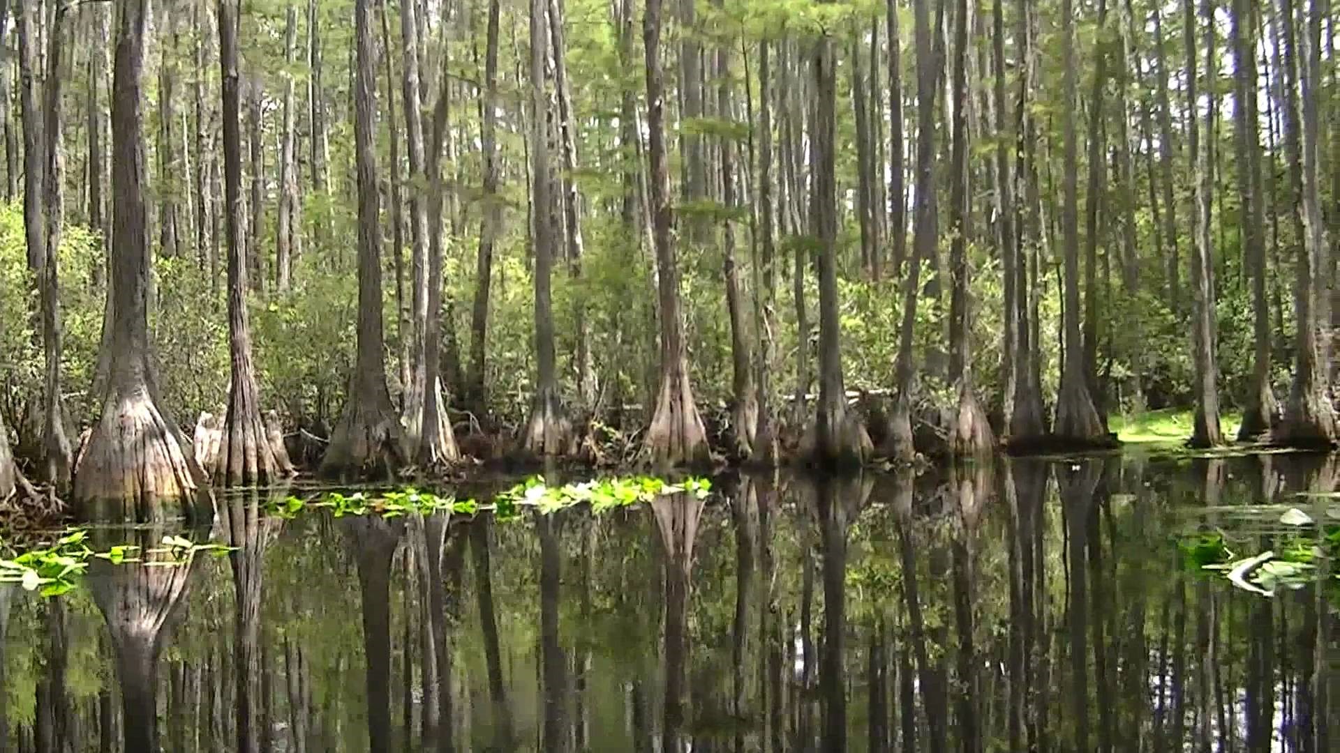 Okefenokee Swamp